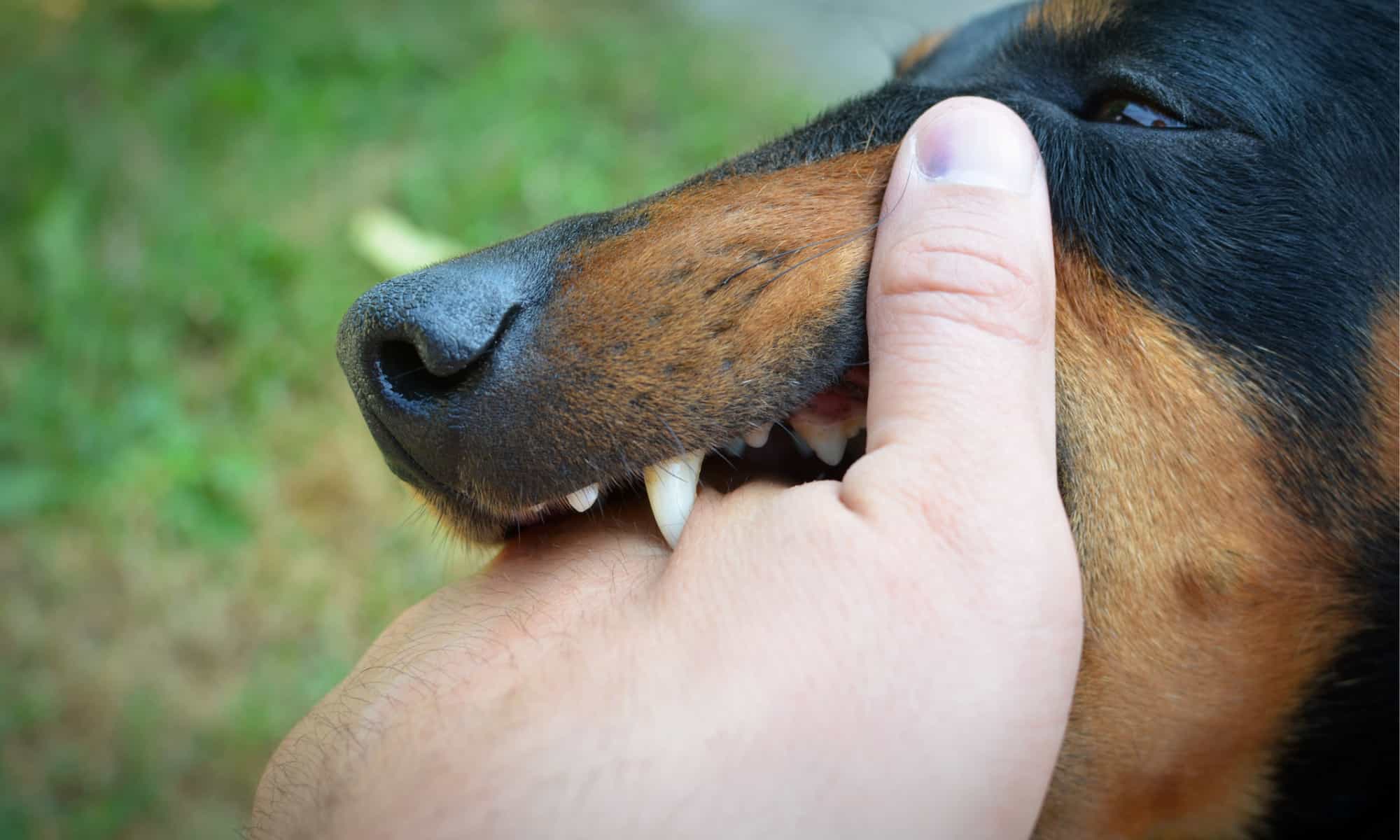 Primo piano di un cane che morde la mano di un uomo