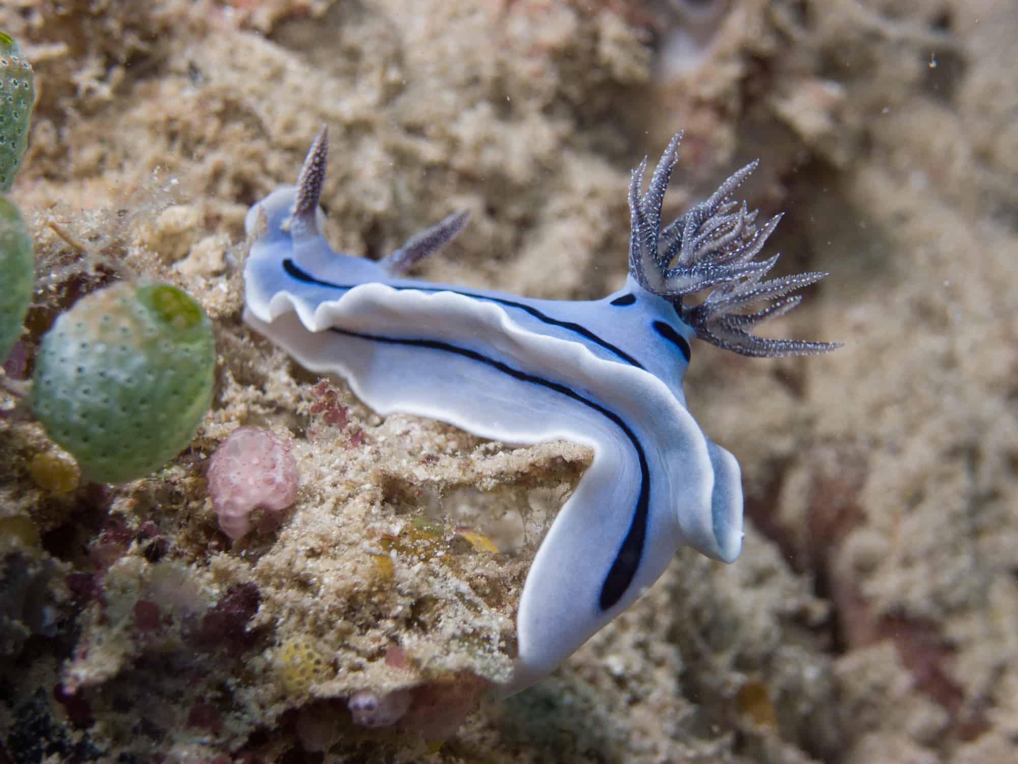 Nudibranco - Lumache di mare