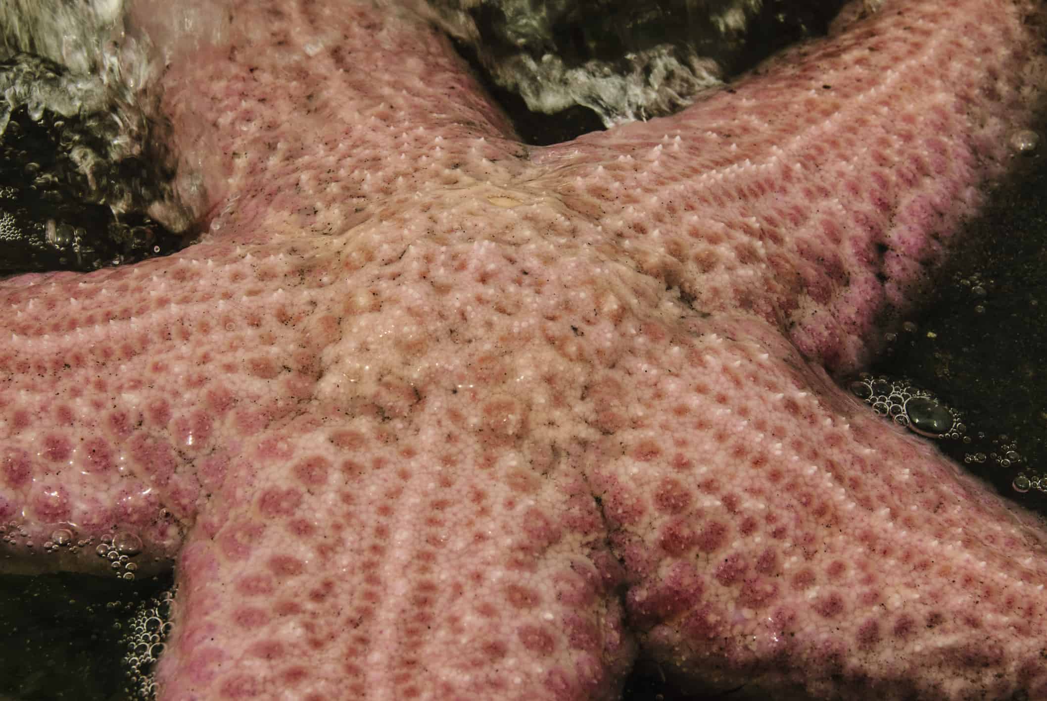 Primo piano rosa gigante di Seastar