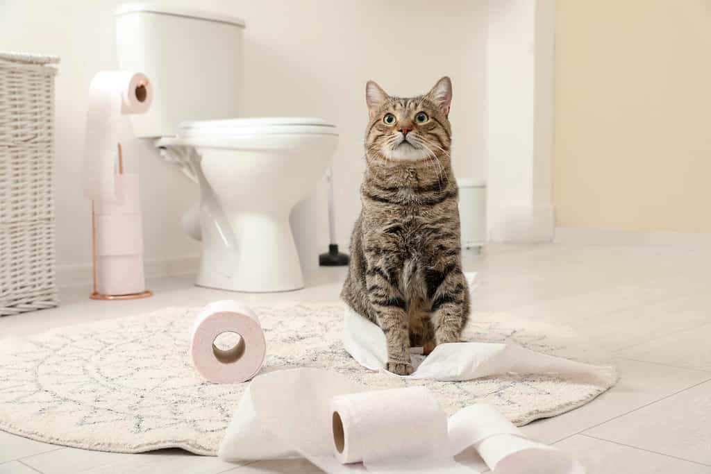 Gatto carino che gioca con il rotolo di carta igienica in bagno