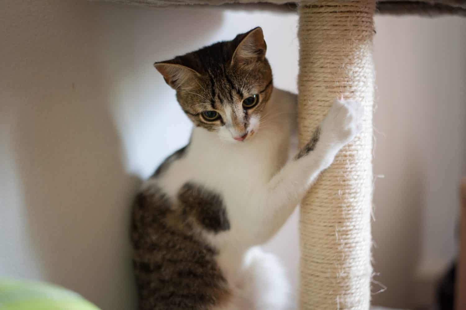 giovane gatto che gioca sul graffio multilivello