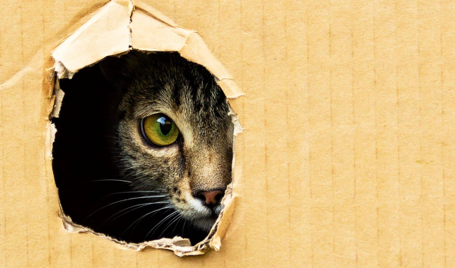 il gatto guarda curiosamente da un buco scuro in una scatola di cartone