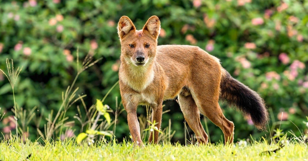 Razze di cani selvatici: Dhole