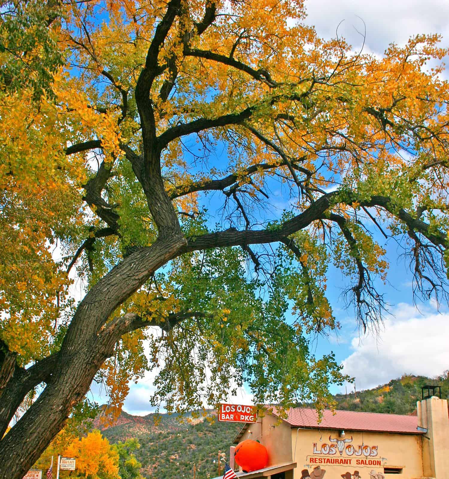 Colori autunnali lungo l'autostrada 4 attraverso Jemez Springs nelle montagne del New Mexico centrale.