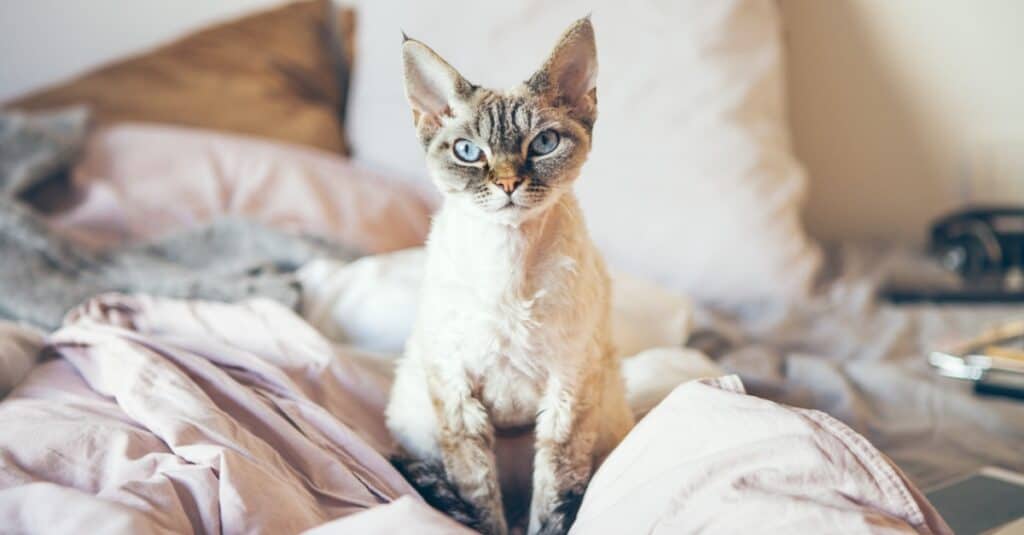 Devon Rex seduto su un letto comodo