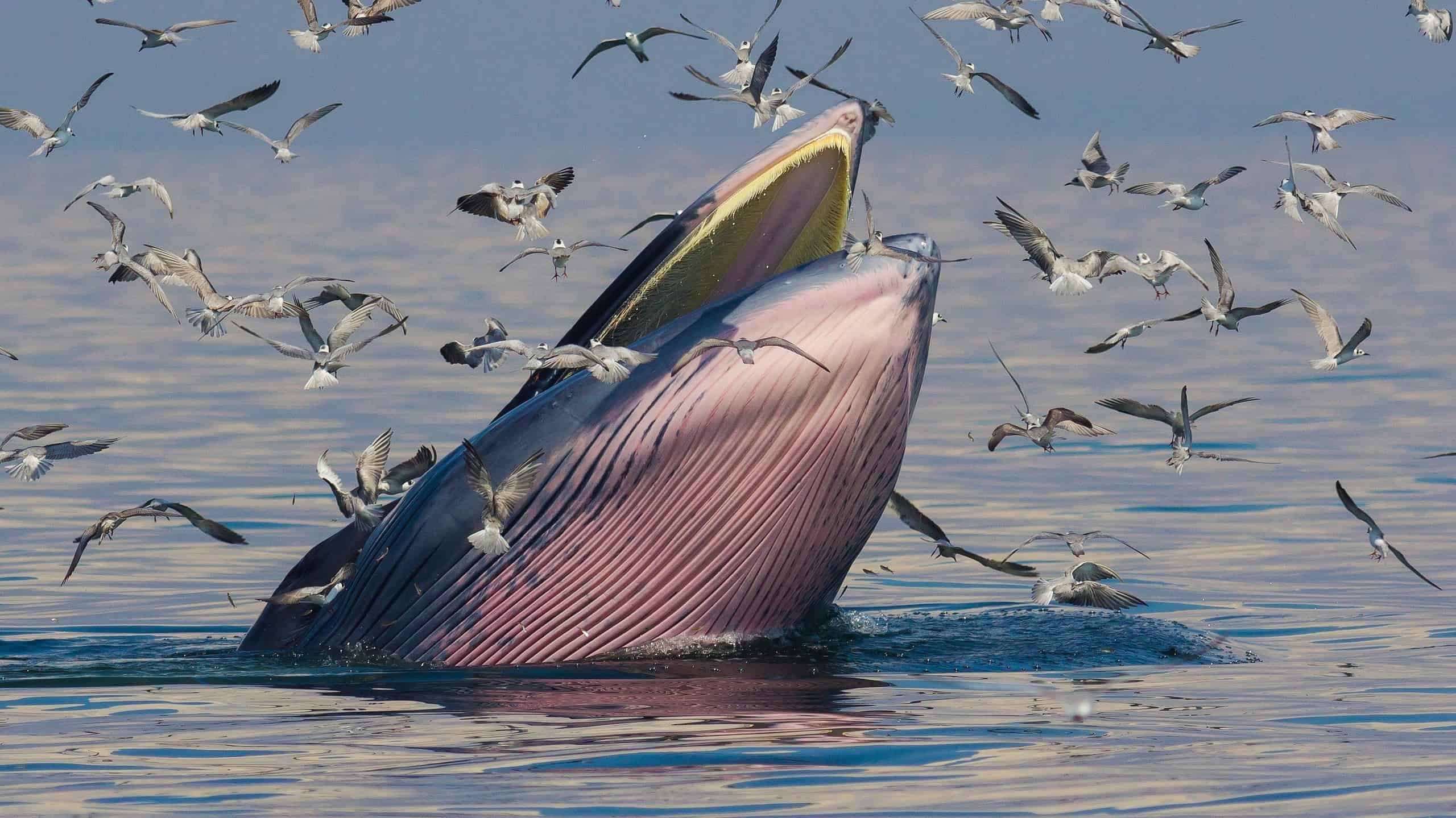 Una balena di Bryde mentre cattura la cena al tramonto, circondata da uccelli