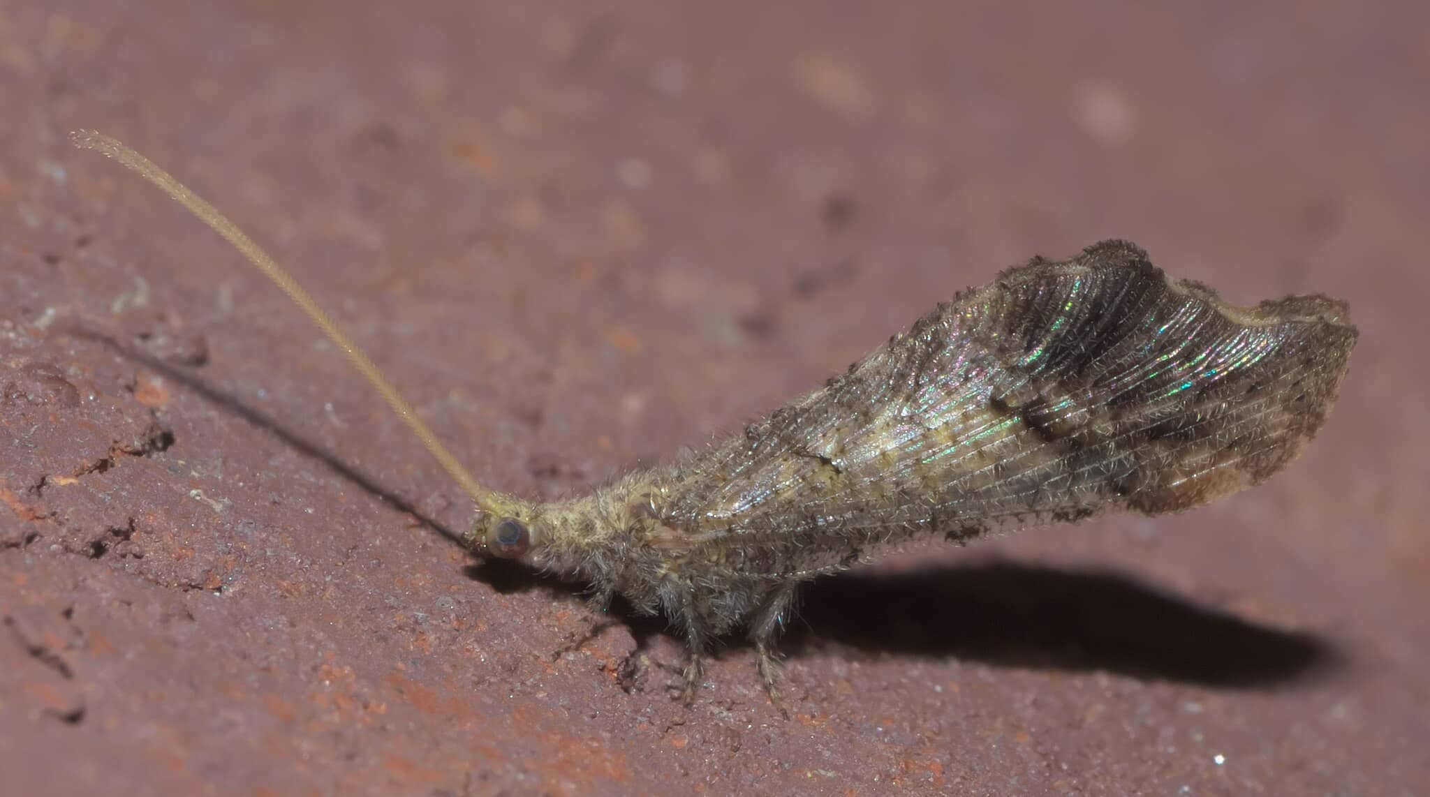 Lacewing con perline