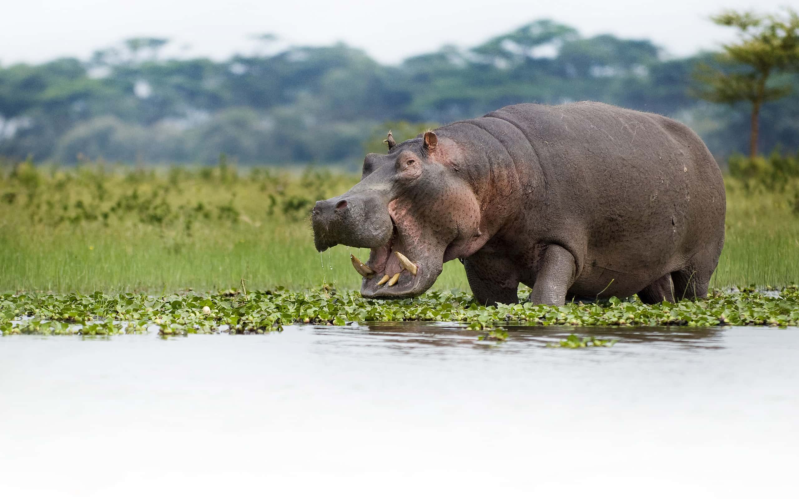 Ippopotami che pascono sul bordo del lago Naivasha, Kenya.