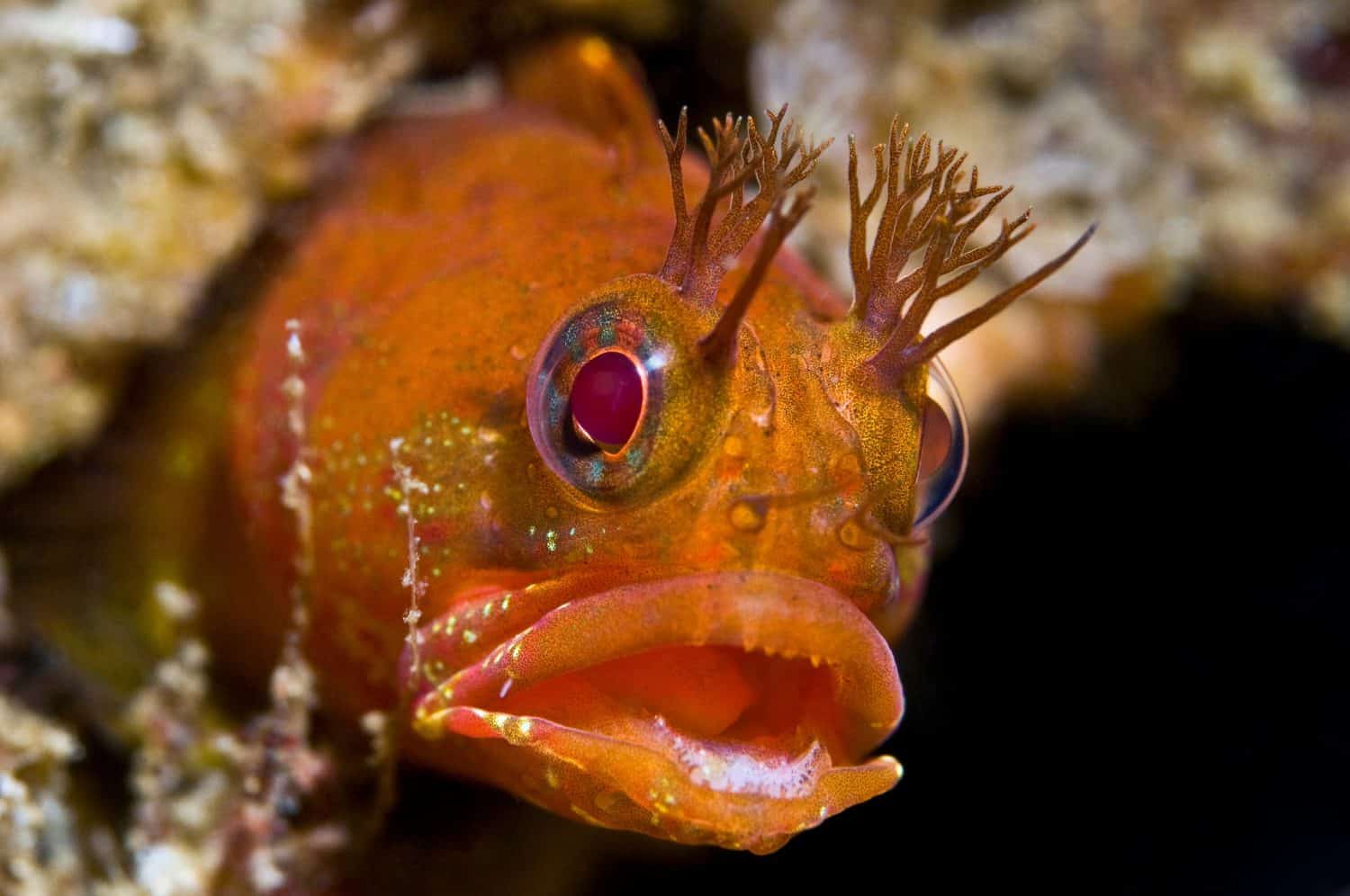 Primo piano del pesce Fringehead al largo delle Isole del Canale, California