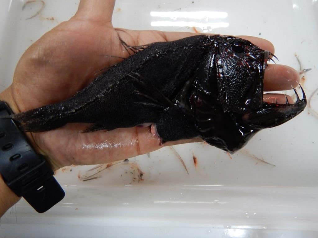 Pesce zanna catturato dal peschereccio