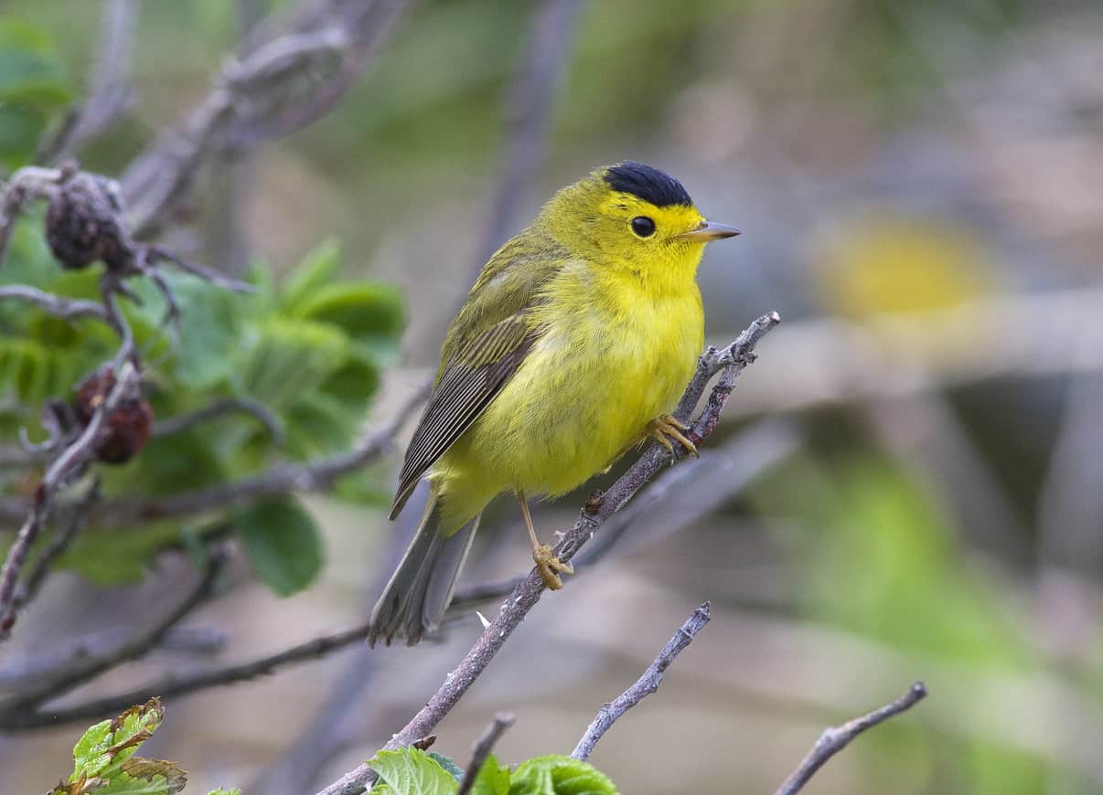 L'usignolo di Wilson