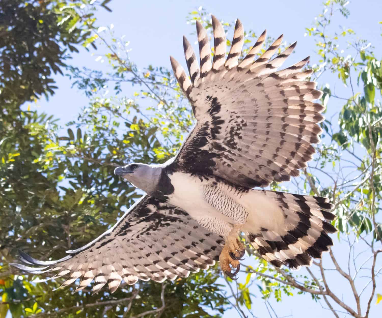 Grande aquila arpia che vola sopra gli alberi della foresta amazzonica