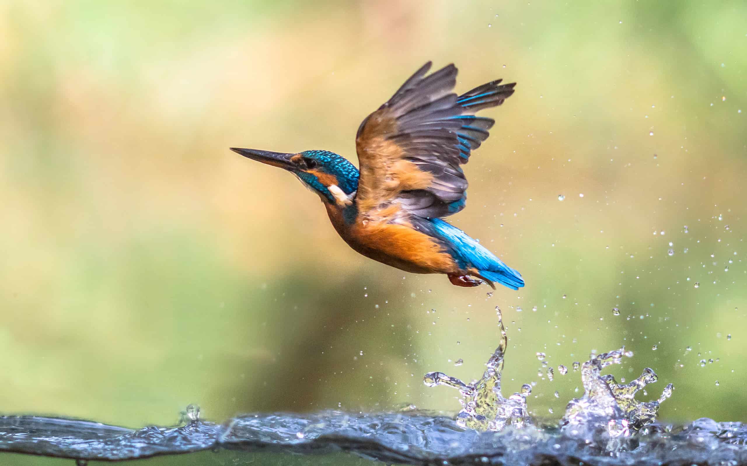 Estratto emergente del Martin pescatore europeo comune