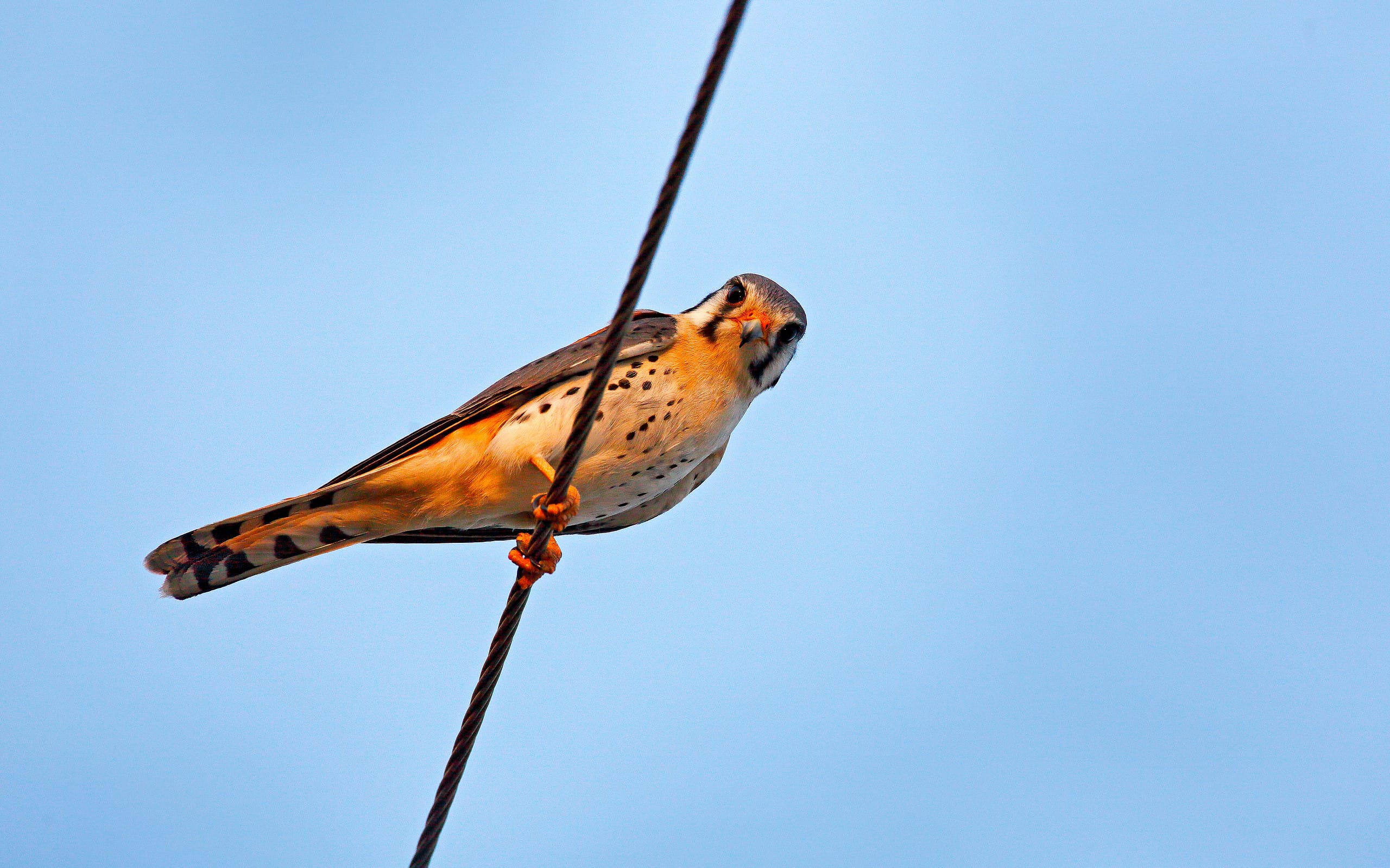 Gheppio americano Falco sparverius, seduto sulle linee elettriche, piccolo rapace proveniente dal Brasile. Uccello nell'habitat naturale. Scena della fauna selvatica dalla natura.