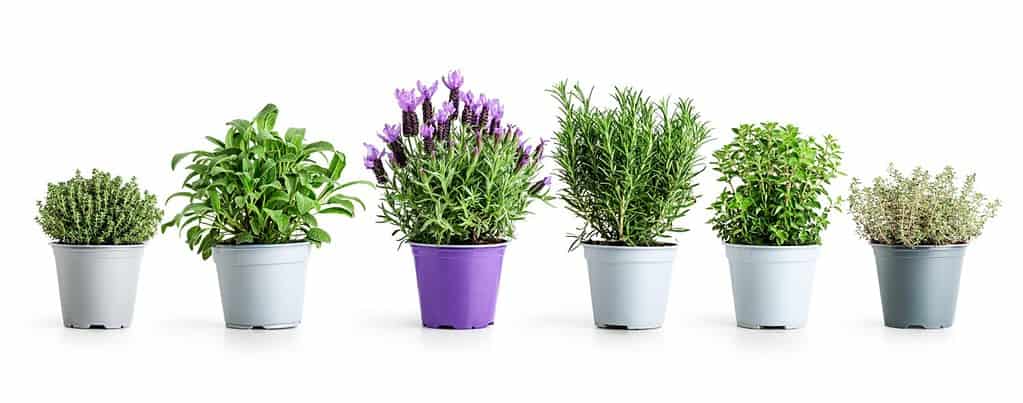 Rosmarino, origano, lavanda, salvia e timo in vaso.  Layout creativo con erbe fresche in vaso isolate su sfondo bianco.  Bandiera floreale.  Elemento di design.  Alimentazione sana, concetto di medicina alternativa