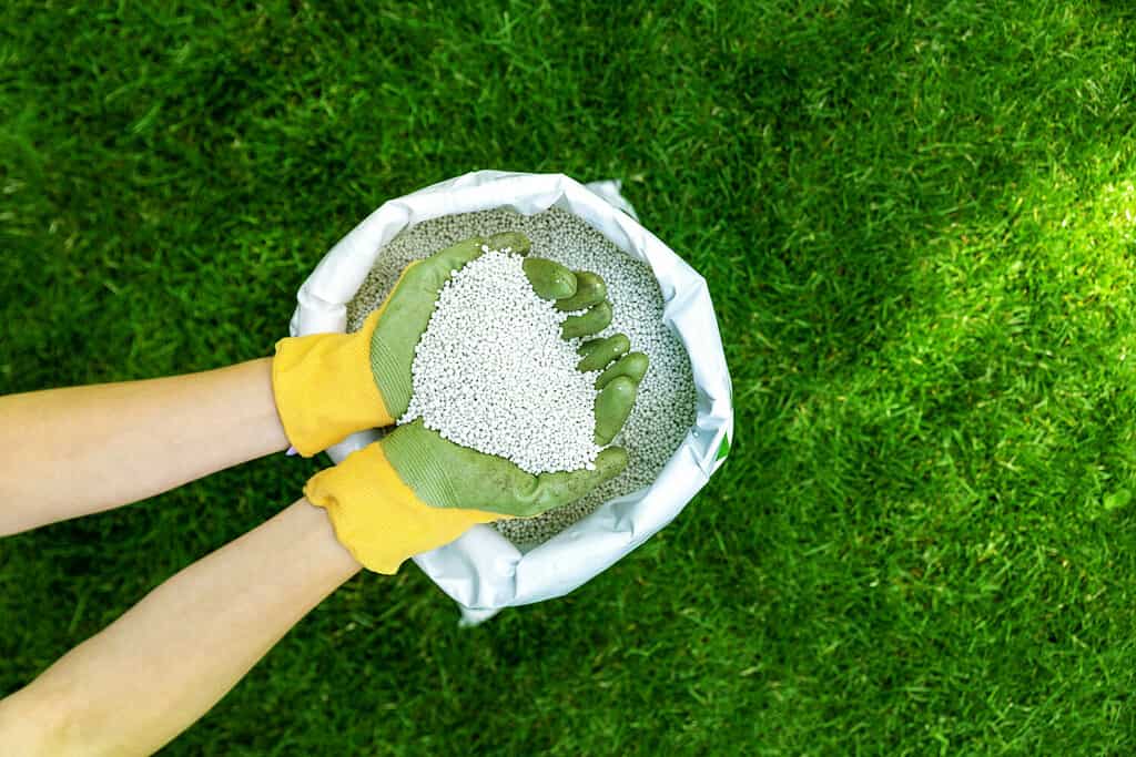 nutrire il prato con fertilizzante granulare per un'erba verde perfetta