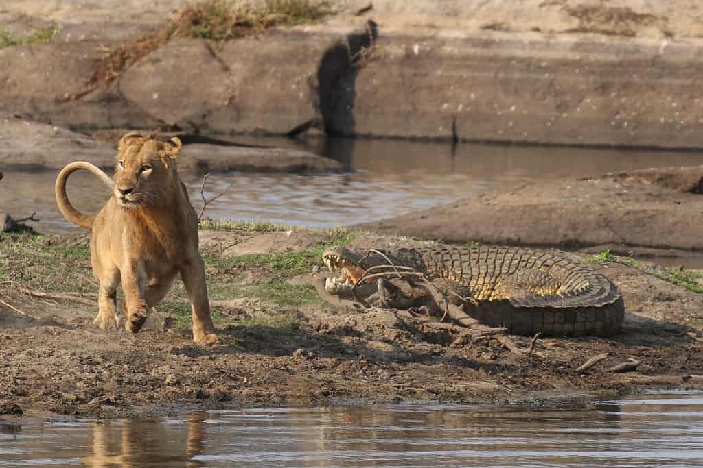 Ritirata frettolosa, il giovane leone maschio va nel panico alla vista del coccodrillo in movimento