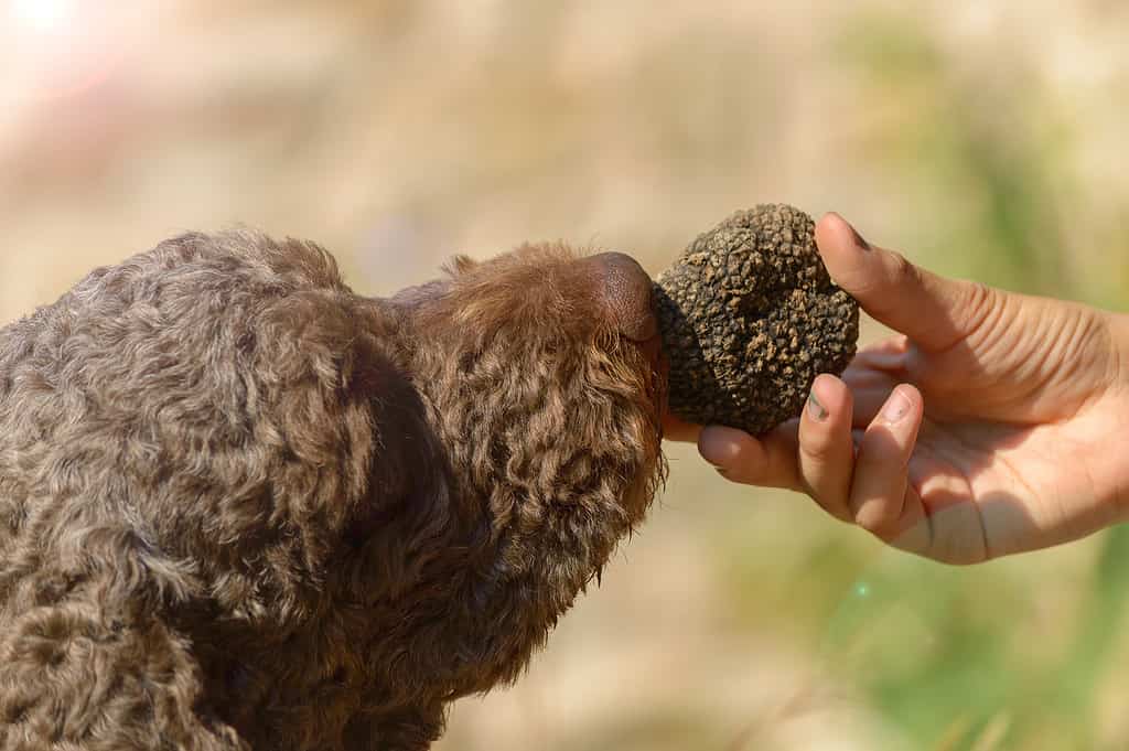Il cane di razza annusa l'odore del tartufo all'aperto
