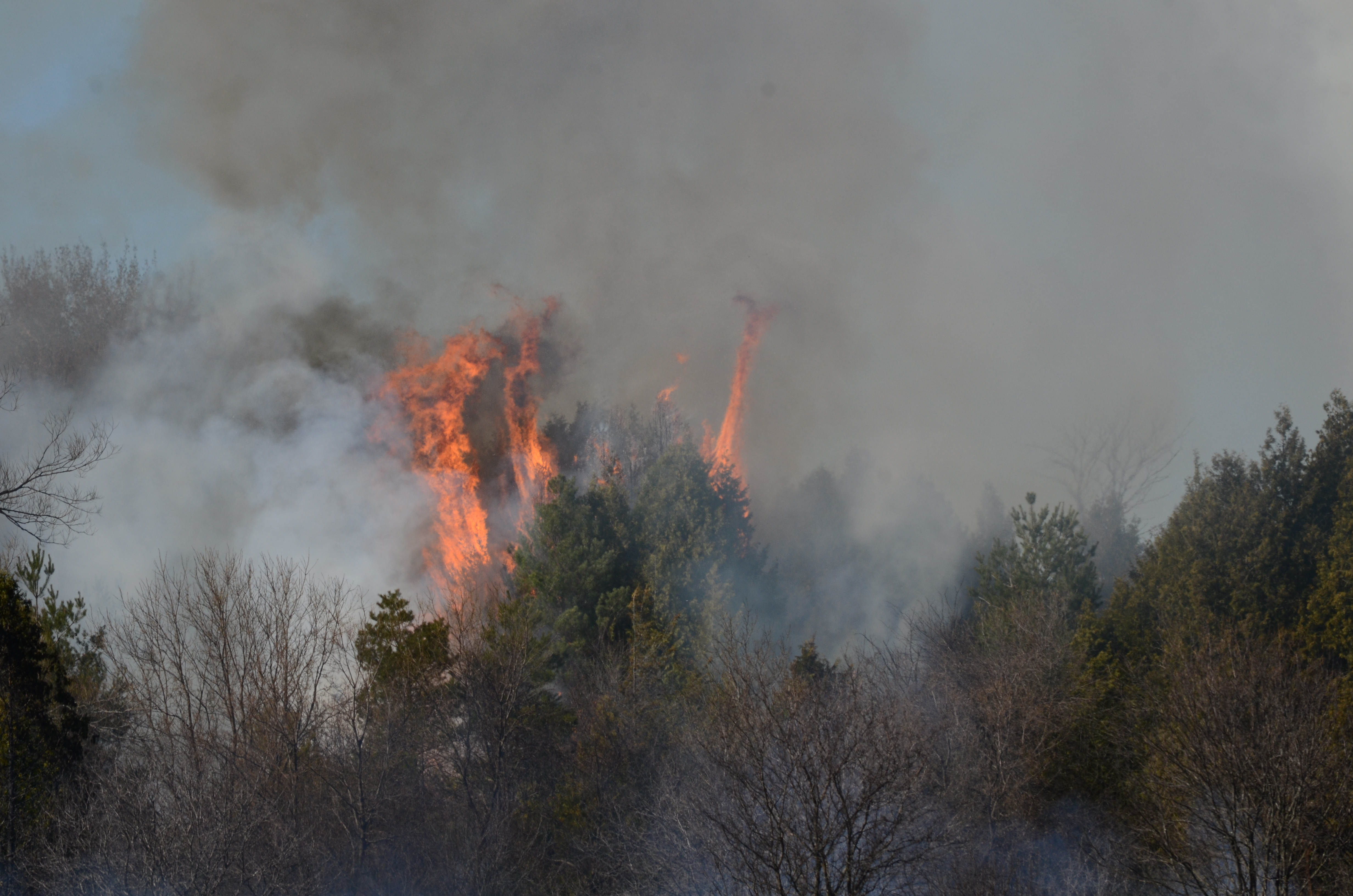 Fuoco selvaggio ed erba di prato in fiamme