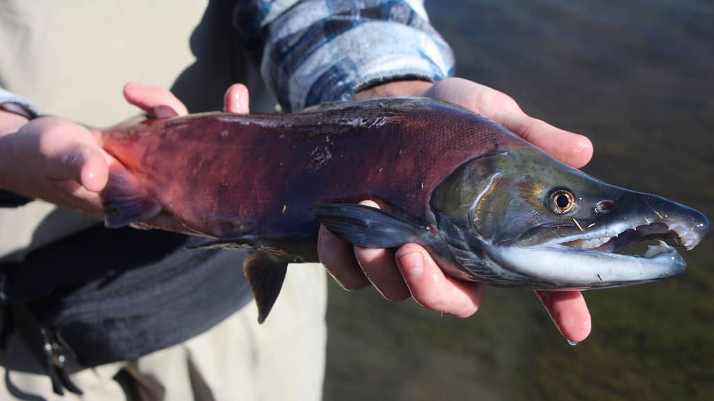 Dream Stream Kokanee Salmon nel cuore del Colorado. Il sogno di un pescatore a mosca