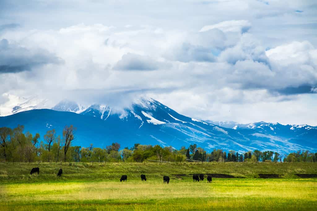Nuvole basse sospese sulla Paradise Valley, tra Bozeman Montana e Livingston Montana. Il bestiame pascola. Belle montagne blu profonde e pascoli verdi.
