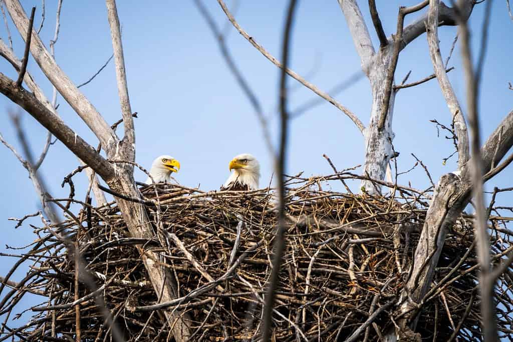Aquile calve che frequentano il loro nido lungo la riva del fiume San Lorenzo.