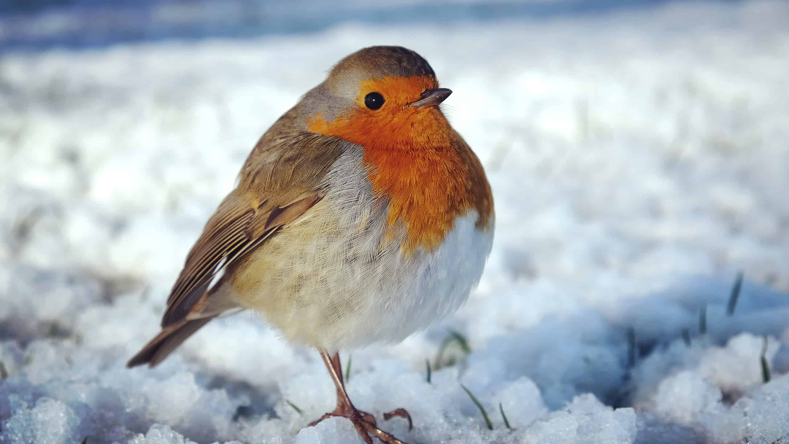 Il pettirosso europeo (Erithacus rubecula) si gonfia per scaldarsi nella neve. L'uccello ha il ventre bianco, il collo/petto color pesca/rosato e il dorso color talpa. L'uccello ha la piuma gonfia per tenersi al caldo nella neve in cui è raffigurato. L'uccello sembra molto rotondo.