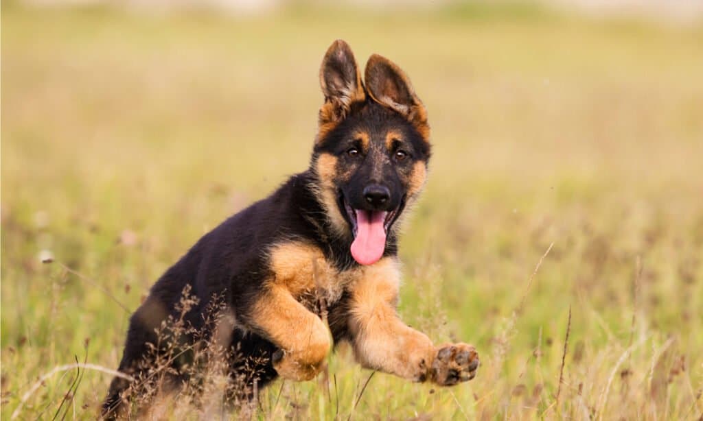 Royal Canin cucciolo di taglia grande