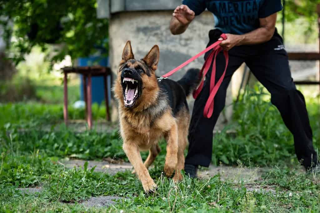 Cane da pastore tedesco che fa lavoro di protezione. Cane aggressivo. Cane che abbaia