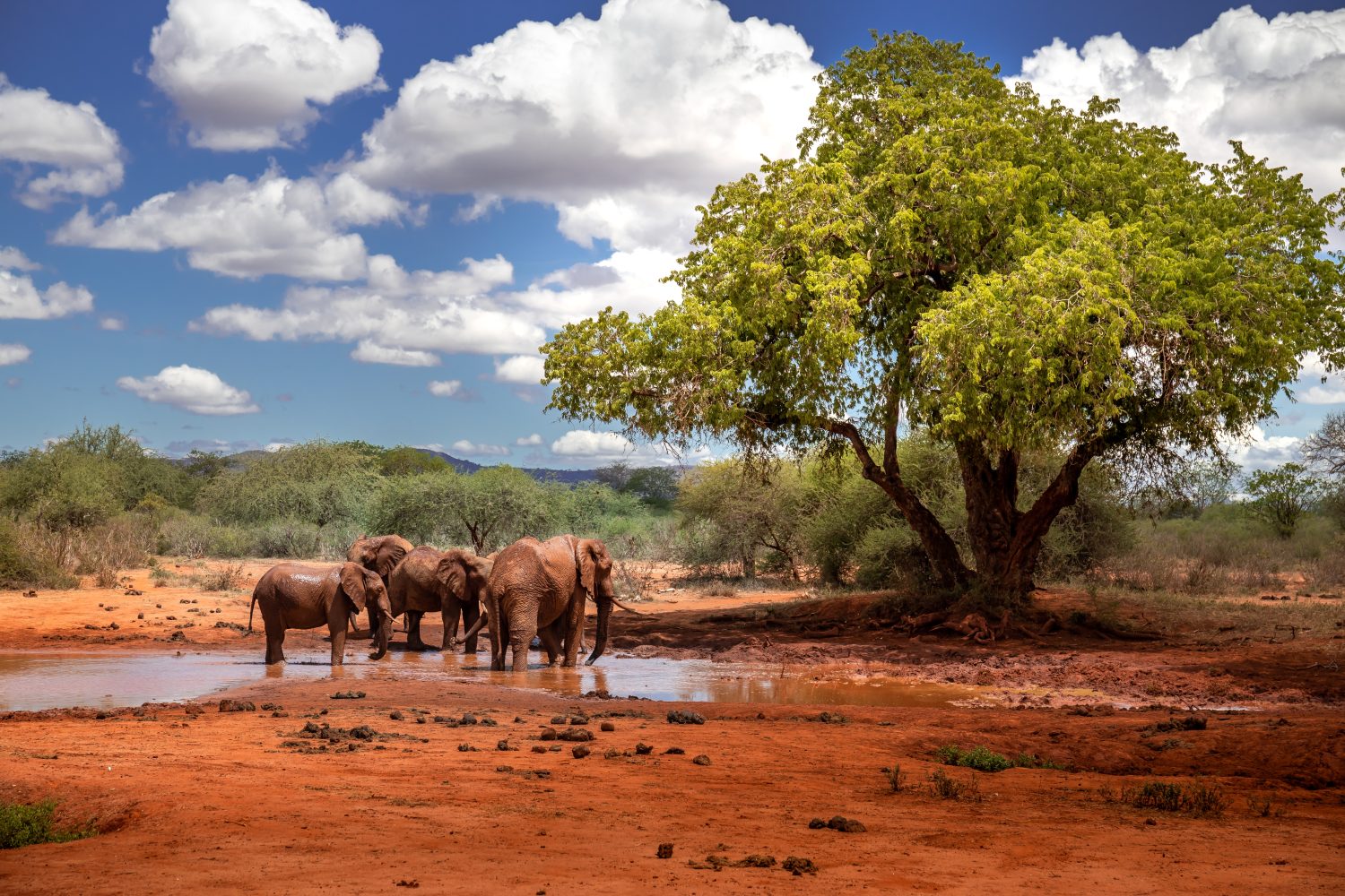 Famiglia di elefanti in uno splendido paesaggio dell'Africa, Kenya. Qui nel Parco Nazionale Tsavo. Una mandria con molti animali alla pozza d'acqua. Safari, safari nella savana