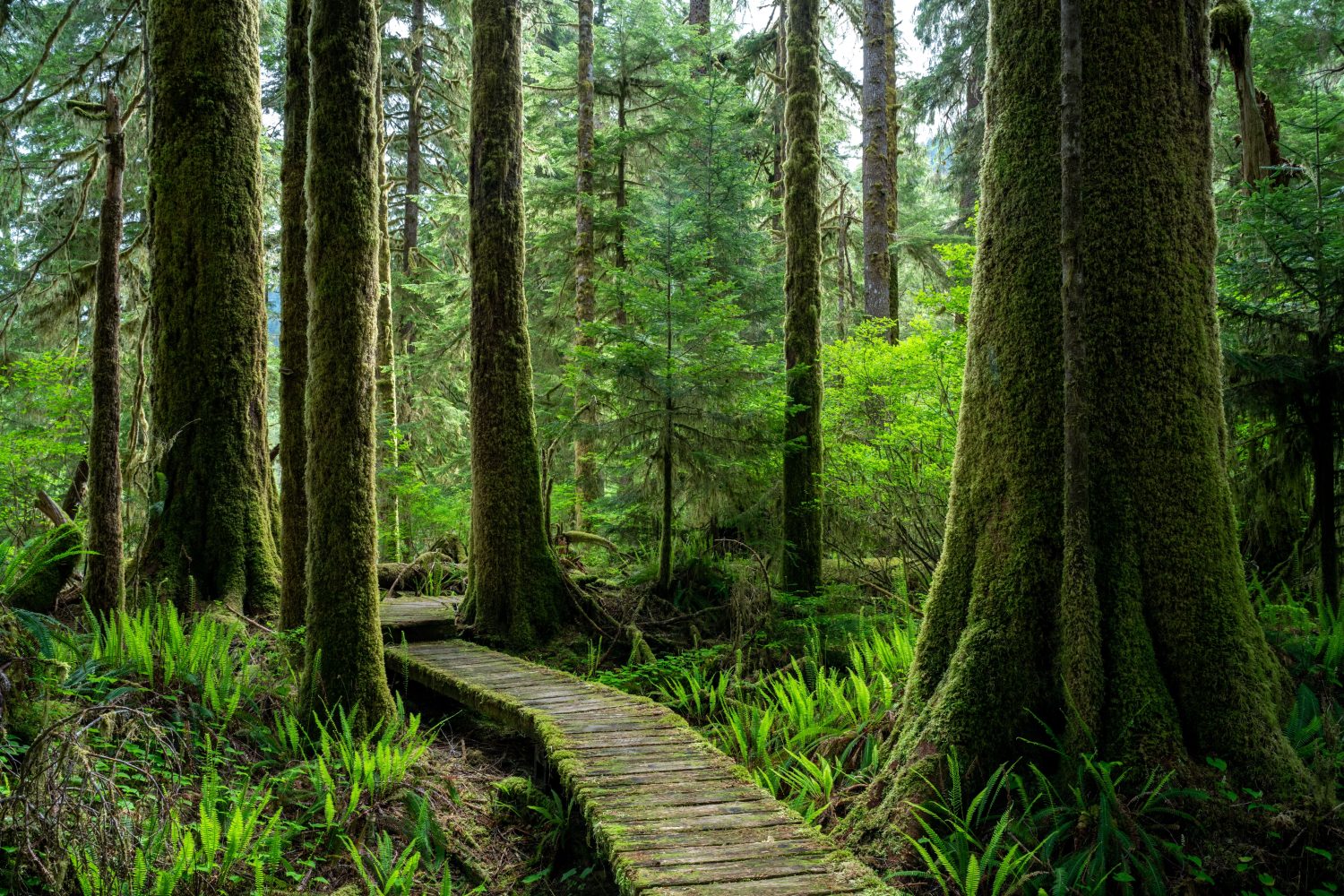 Alberi sempreverdi di abete rosso Sitka (Picea sitchensis) in un parco nell'isola di Vancouver, BC, Canada