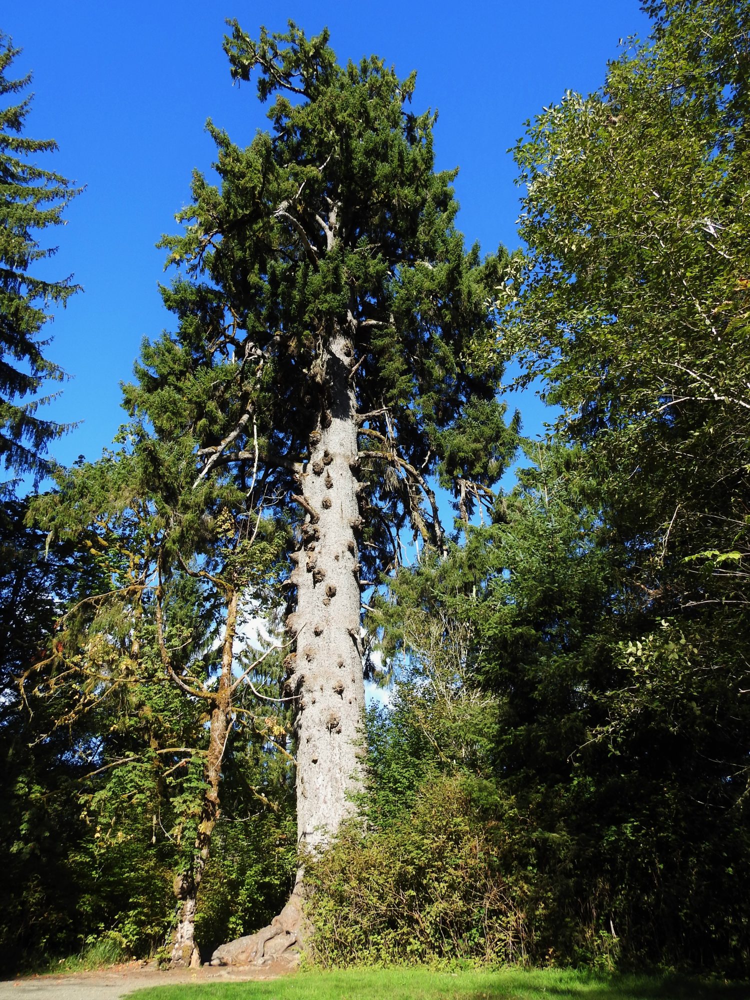 Foresta pluviale di Quinault di abete rosso di Sitka da record mondiale