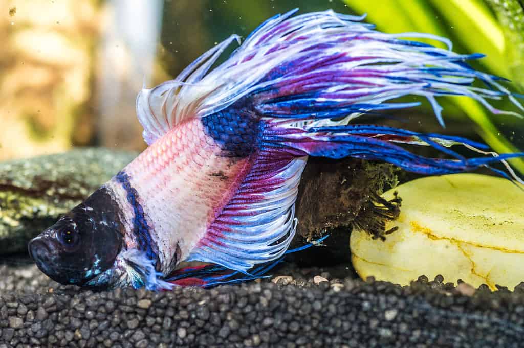 Primo piano di un pesce betta malato in un acquario
