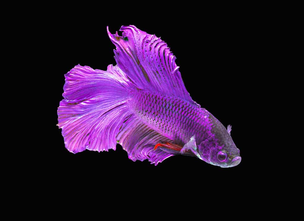 Pesce Betta mezzaluna viola o pesce combattente siamese.