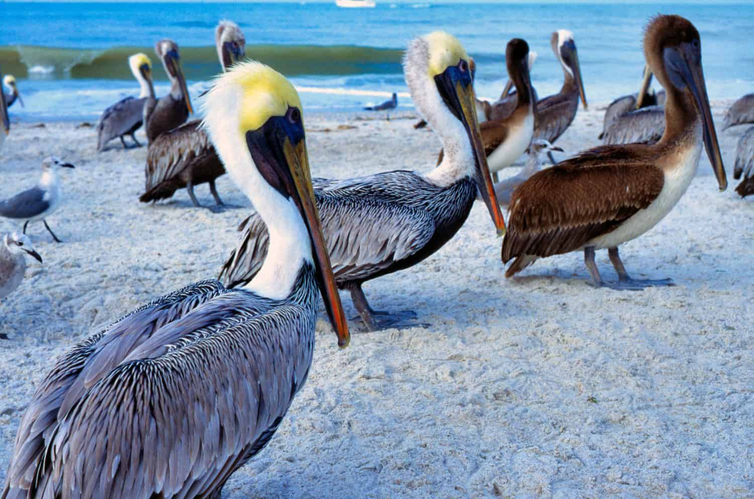 Pellicani marroni, Suncoast Seabird Sanctuary, Indian Shores, Florida, Stati Uniti d'America