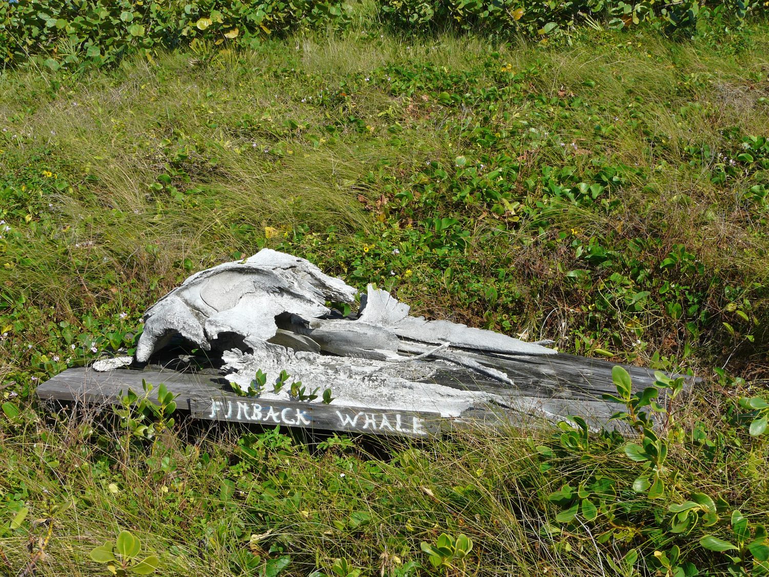 Un teschio di balena finback all'Archie Carr National Wildlife Refuge Barrier Island Sanctuary Management and Education Center, Melbourne Beach, Florida.