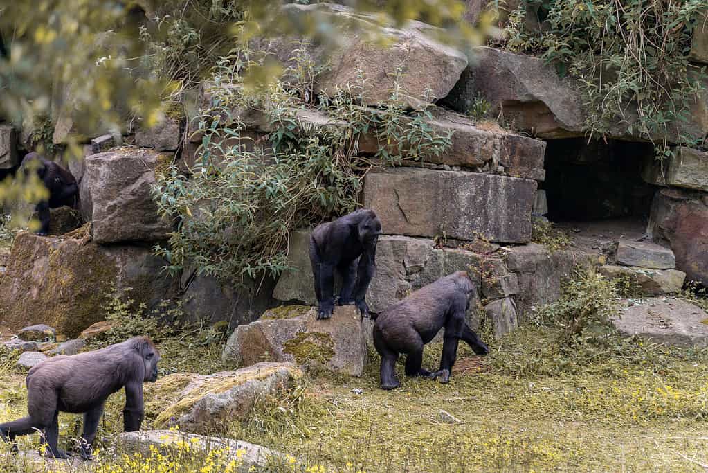 gorilla in movimento