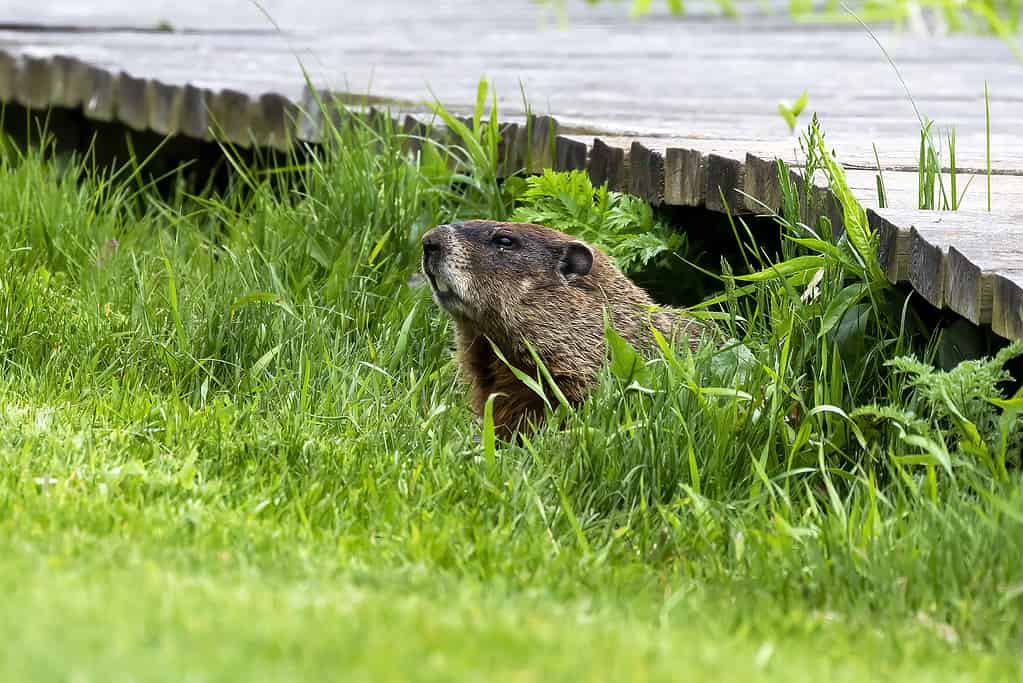 La marmotta (Marmota monax)