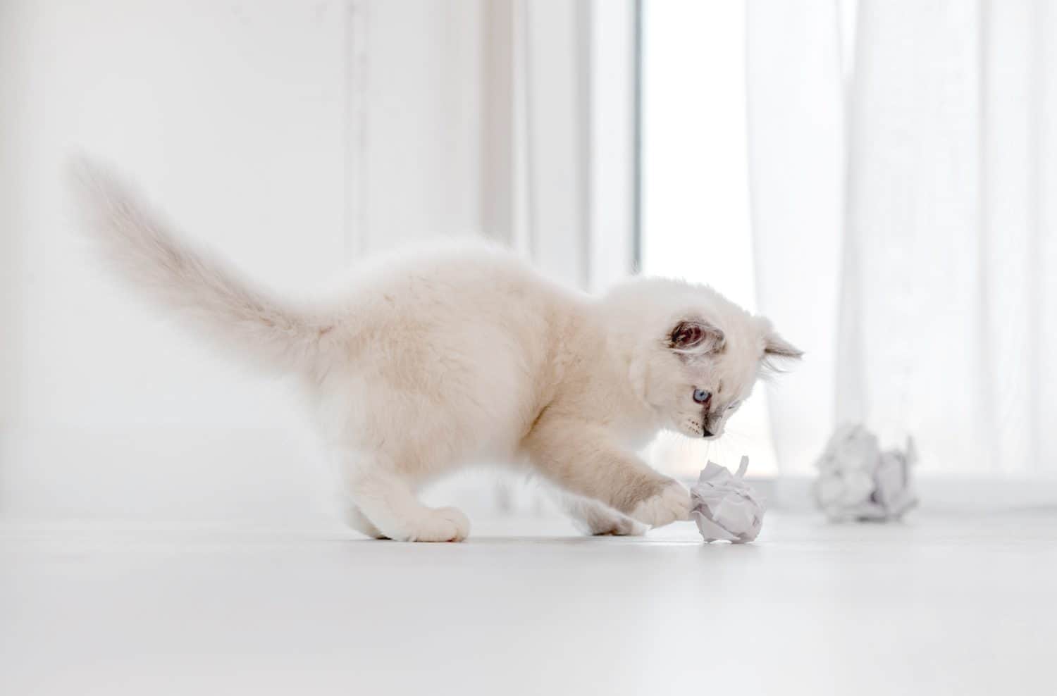 Adorabile gatto ragdoll bianco e soffice che gioca con palline di carta sul pavimento in una stanza luminosa e guarda la telecamera con gli occhi azzurri.  Adorabile animale domestico felino di razza pura all'aperto con giocattoli