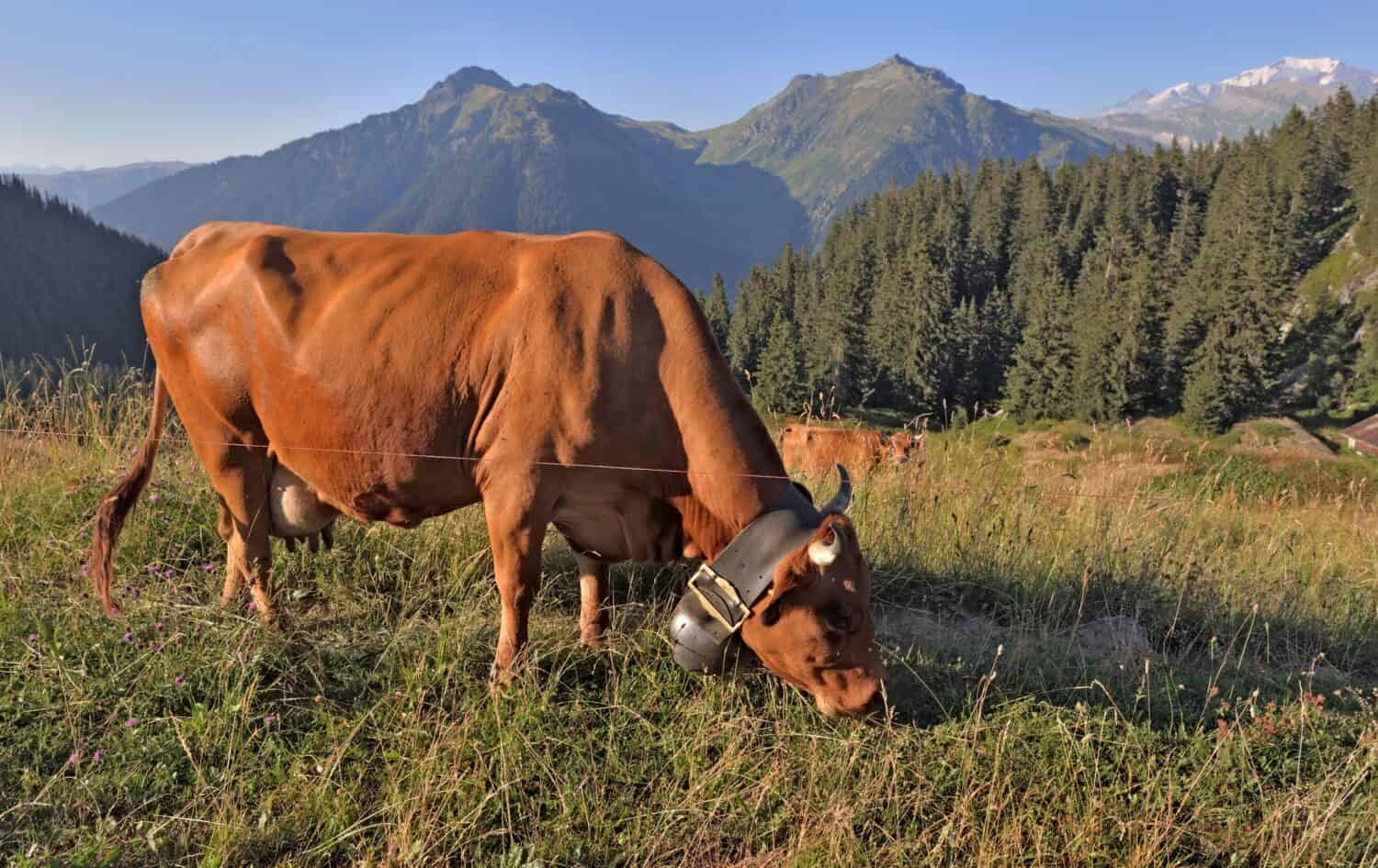 mucca da latte marrone che indossa un collare con una campana che pasce in pascolo alpino con sfondo di montagna