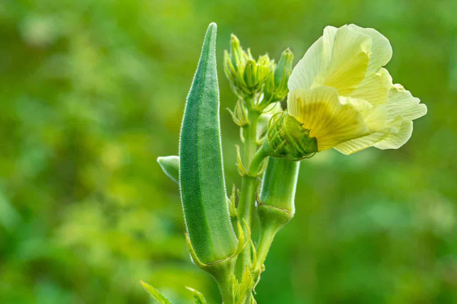 Primo piano di Bhindi fresco, Lady Fingers, verdura verde Gombo Abelmoschus Esculentus con fiori che crescono nella fattoria su sfondo verde nel fuoco selettivo da Kutch, Gujarat, India, Asia