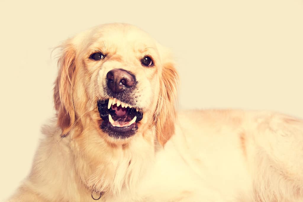 Il cane arrabbiato del golden retriever mostra i denti. Animali domestici.