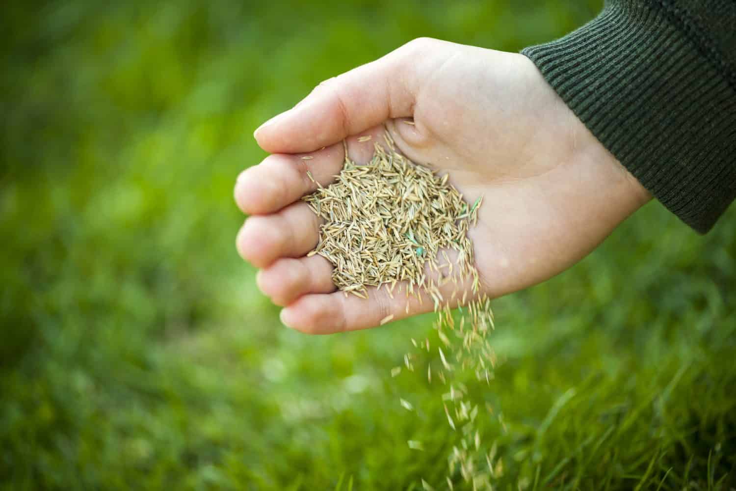 Piantare a mano semi di erba per la semina della cura del prato verde