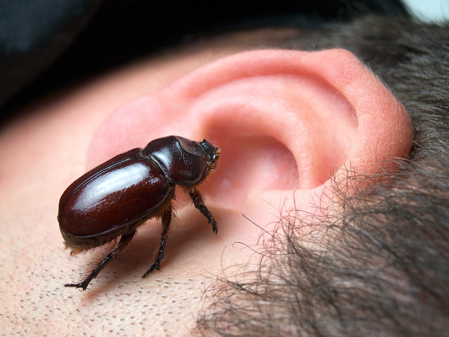 Abbiamo tutti sentito storie di insetti che strisciano nelle orecchie delle persone e rimangono lì.