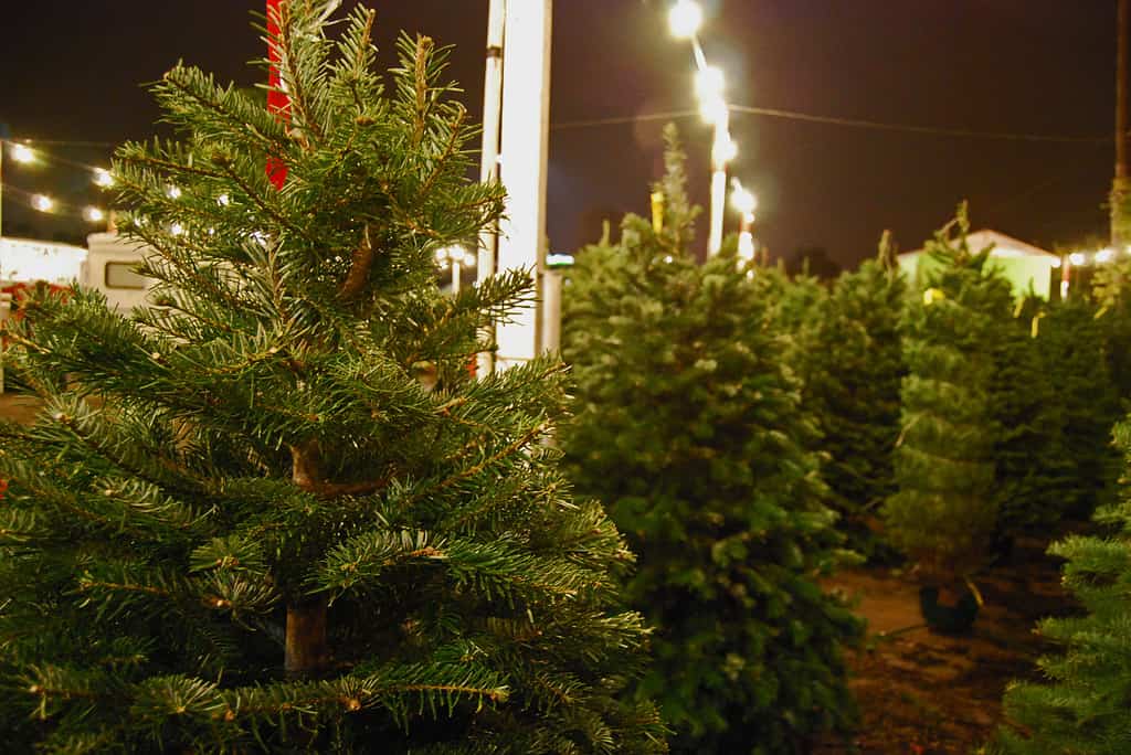 Come mantenere vivo e fiorente il tuo albero di Natale di abete di Fraser per tutta la stagione
