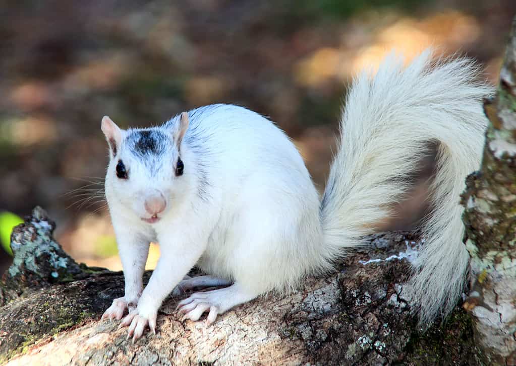 Scoiattolo bianco