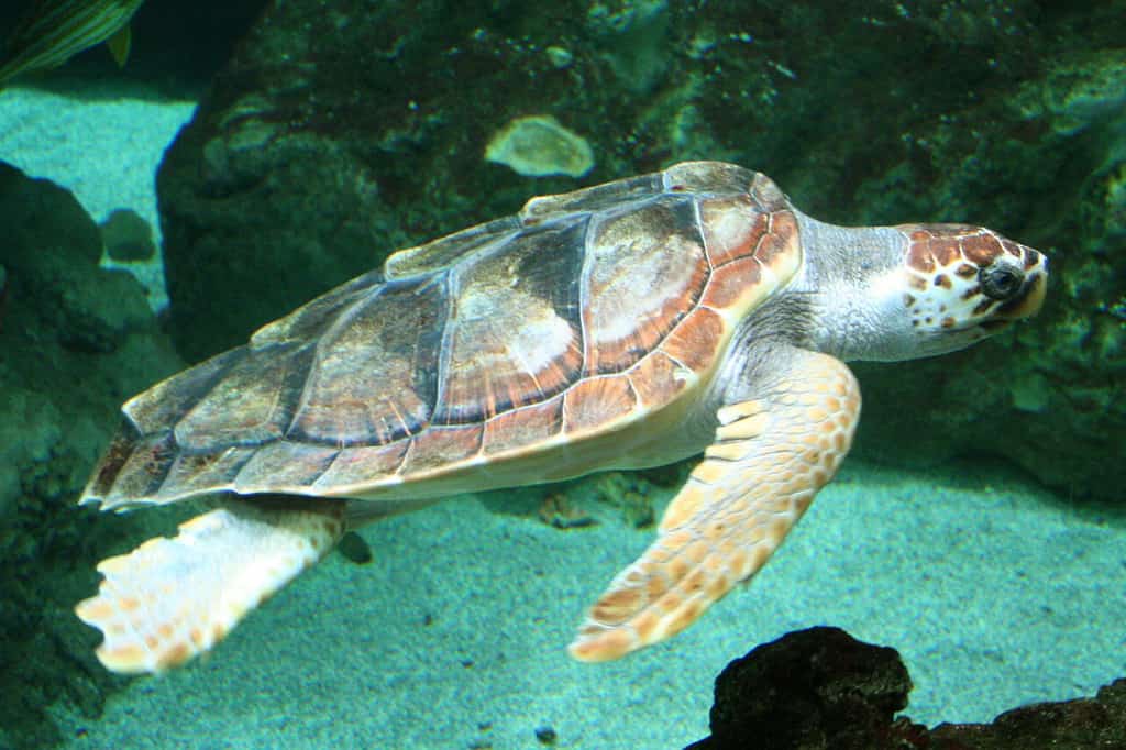 Caretta caretta (tartaruga marina caretta) a Océanopolis, Brest, Francia.