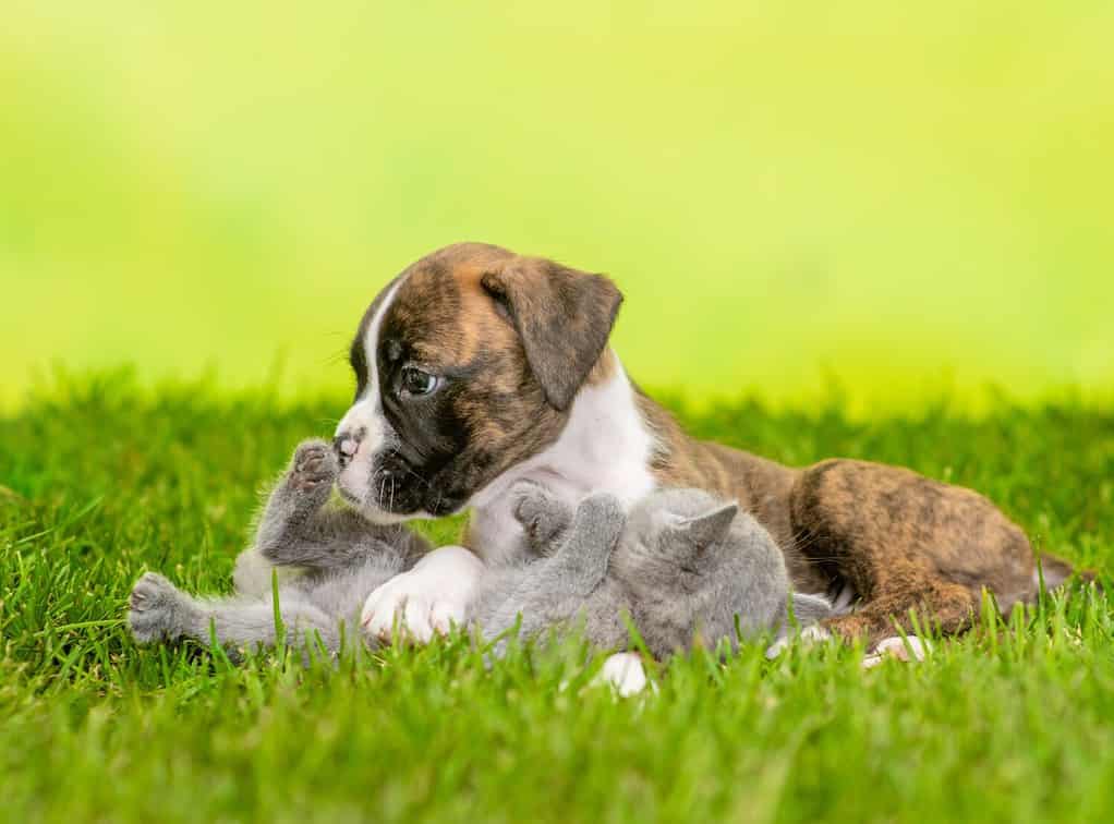 Il simpatico cucciolo di boxer tedesco gioca con un gattino sull'erba verde estiva.  Spazio vuoto per il testo