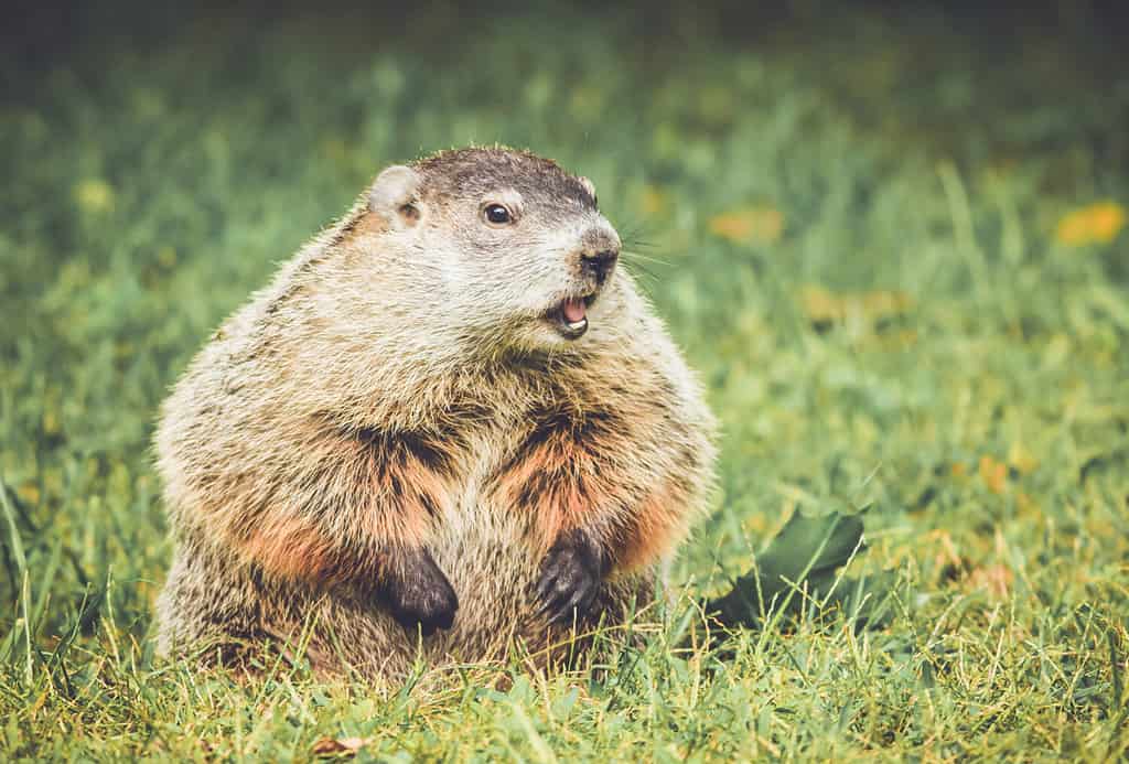Marmotta in un giardino vintage, in piedi con la bocca aperta, guardando a destra