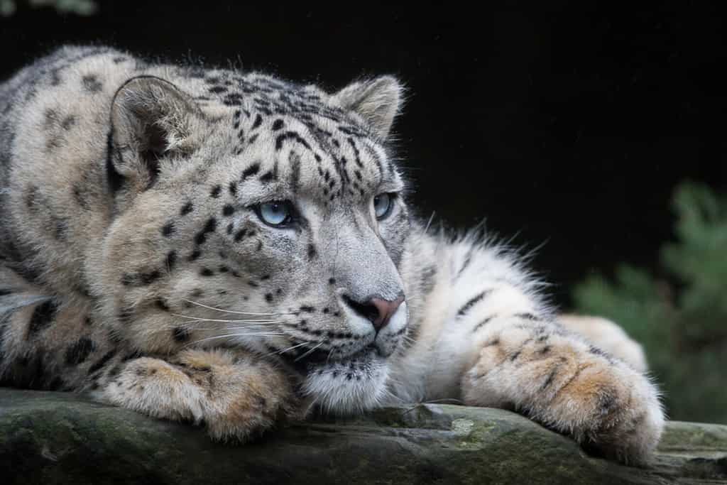 Leopardo delle nevi